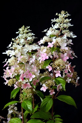 Hydrangea paniculata Confetti™ ('Vlasveld002') 