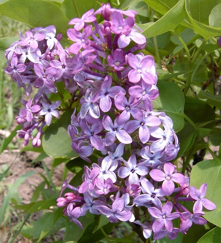 Syringa vulgaris 'Prairie Petite'