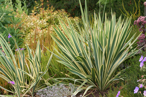 Yucca filamentosa 'Bright Edge'