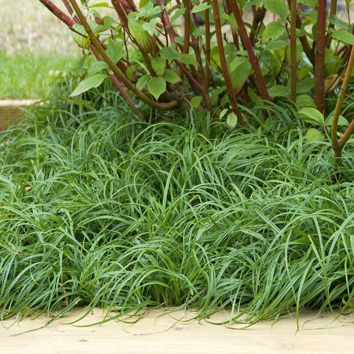 Grass - Carex caryophyllea 'The Beatles'