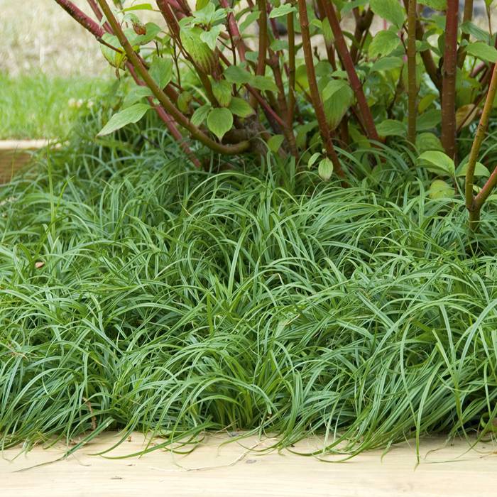 Grass - Carex caryophyllea 'The Beatles'