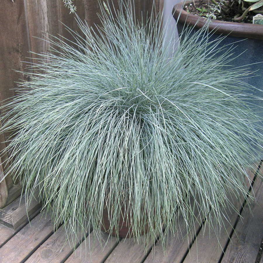 Grass - Festuca glauca  'Lil' Chill' PPAF