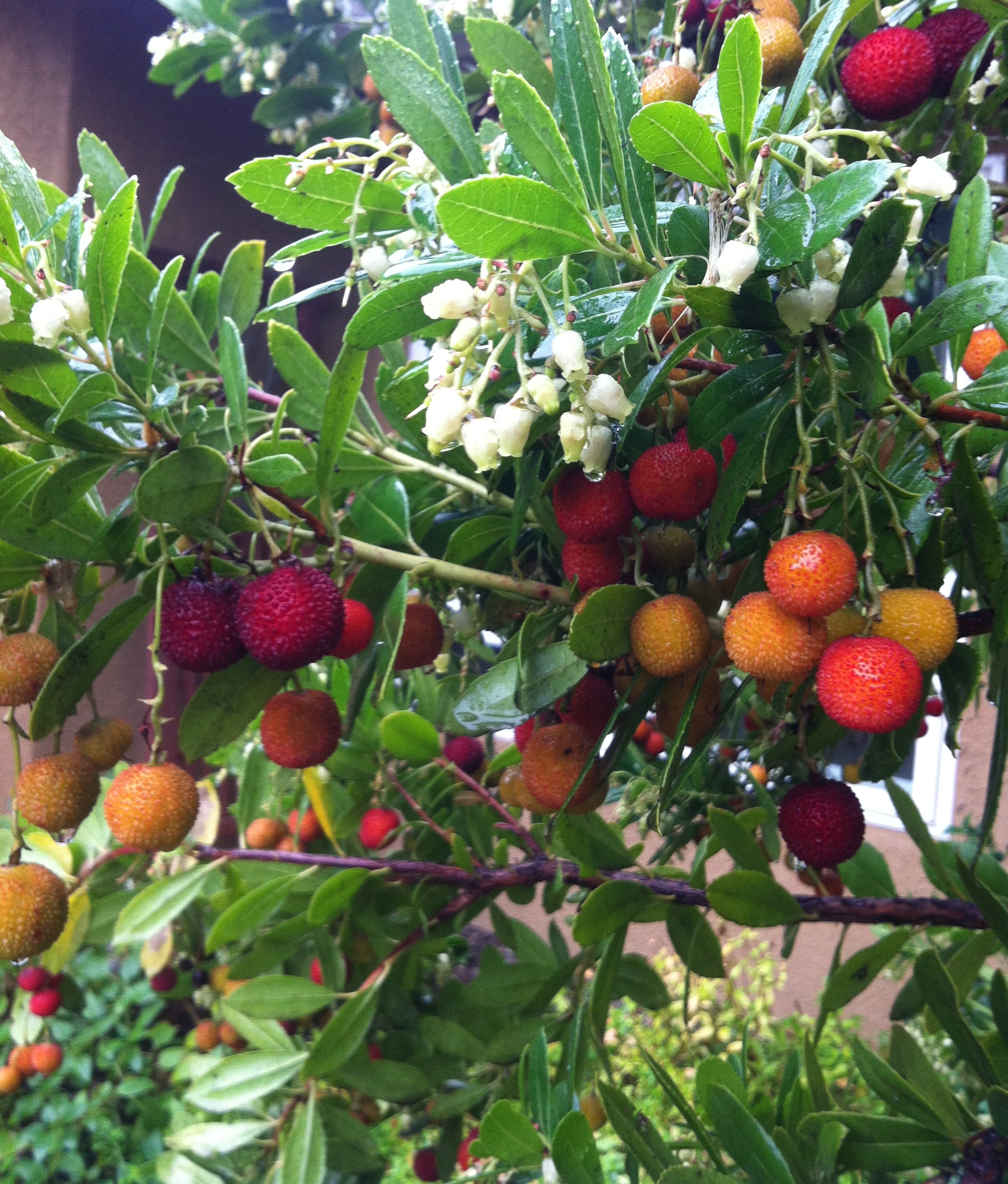 Arbutus unedo 'Compacta'