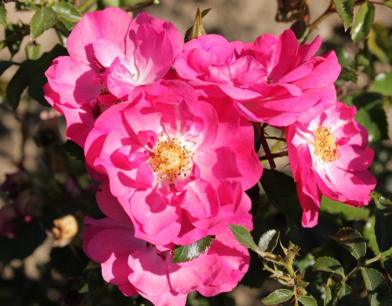 Rosa hybrid Vigorosa® Sweet ('KORdatura')    