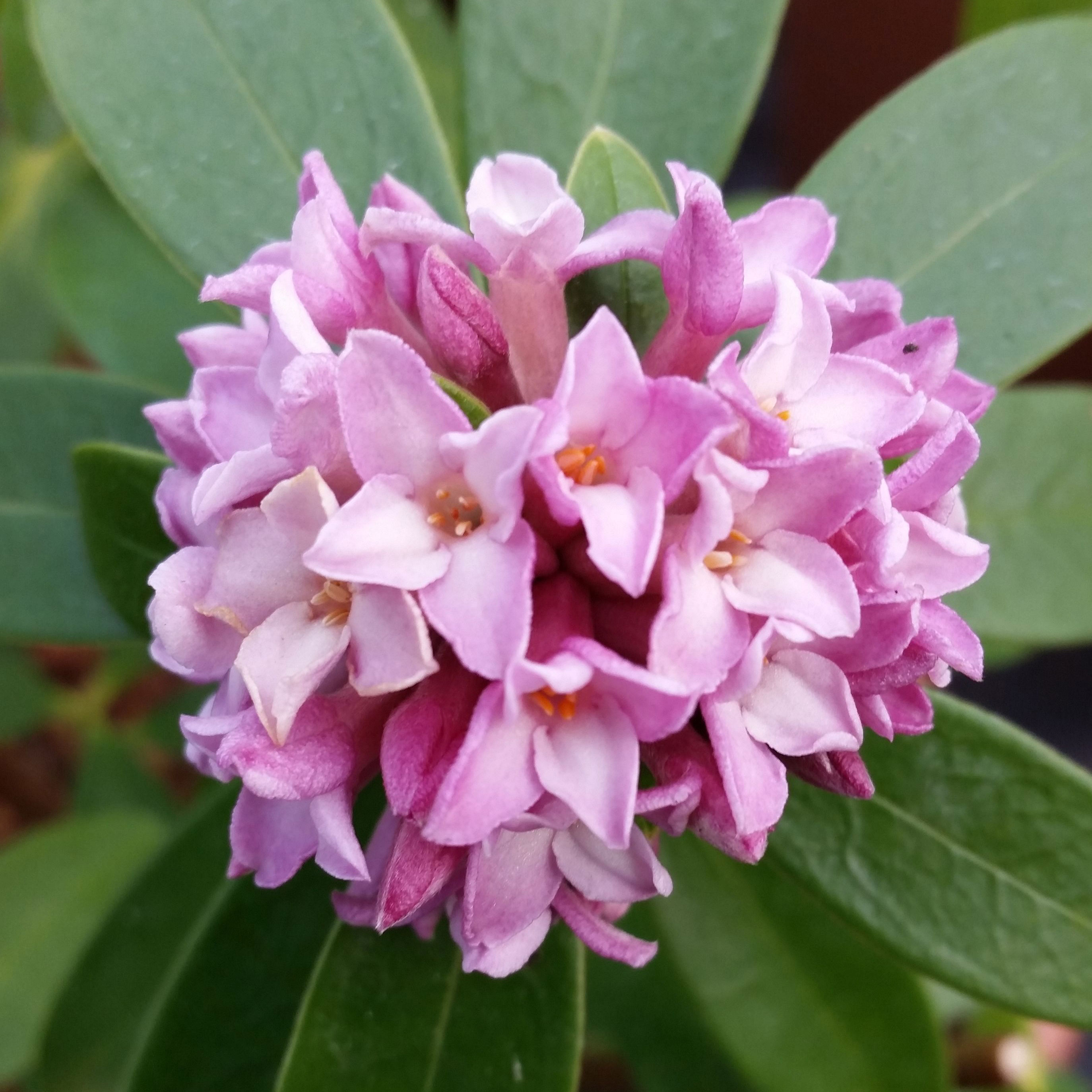 Daphne odora 'Sweet Amethyst' 