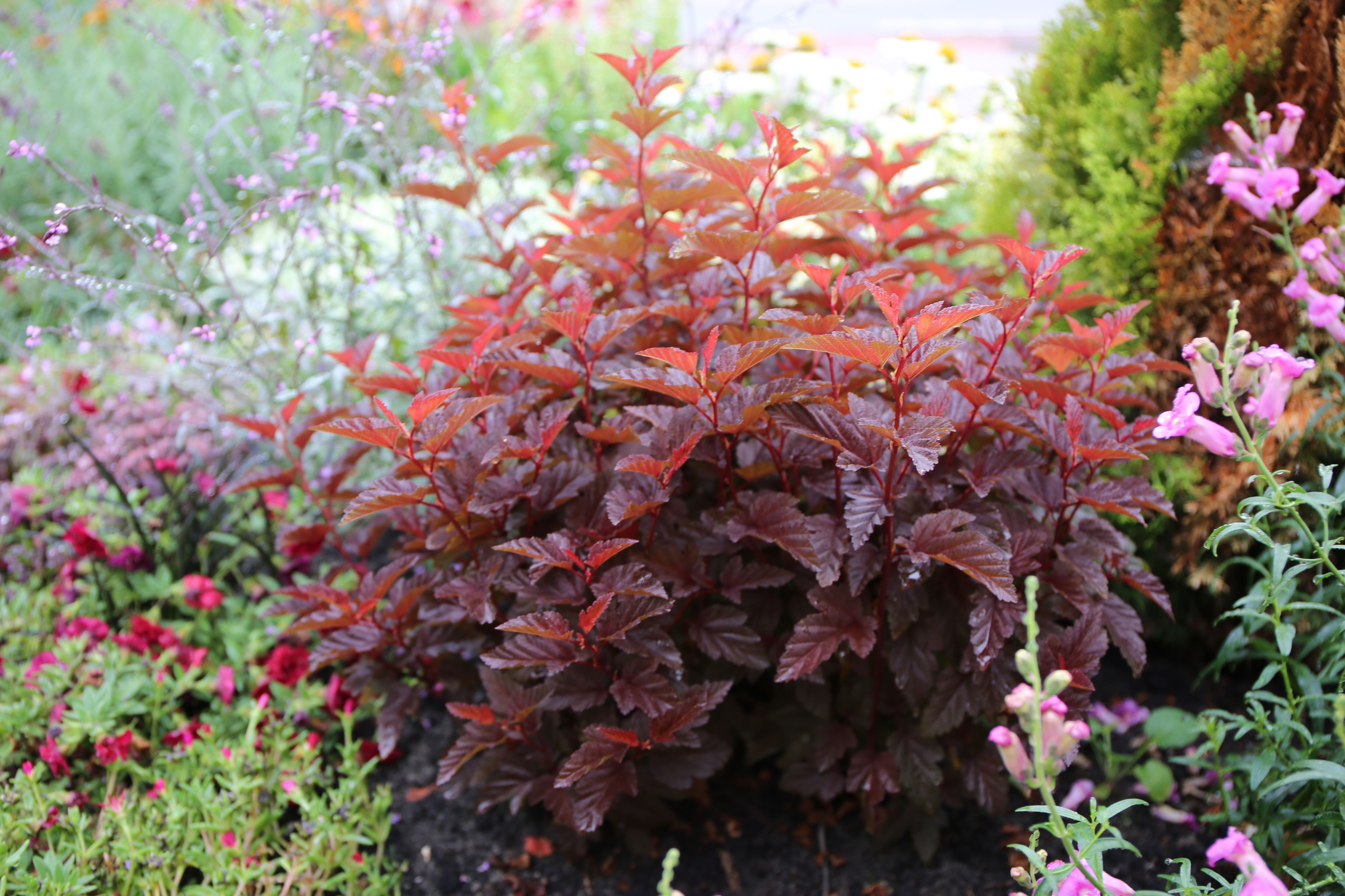 Physocarpus opulifolius Little Angel™ ('Hoogi018')