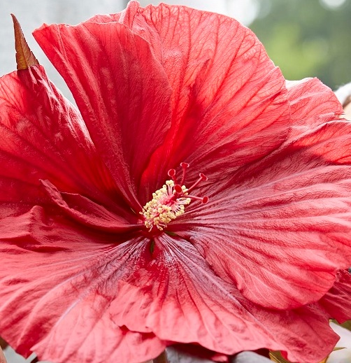 Hibiscus moscheutos Carousel® Giant Red ('Tahi05')