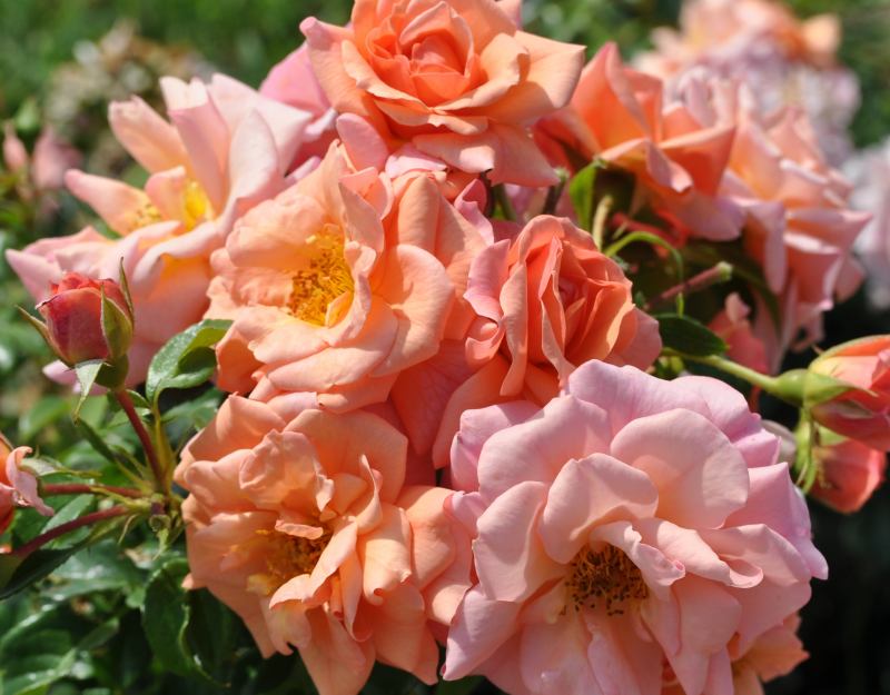 Rosa hybrid Vigorosa® Apricot™ ('KORorbe')