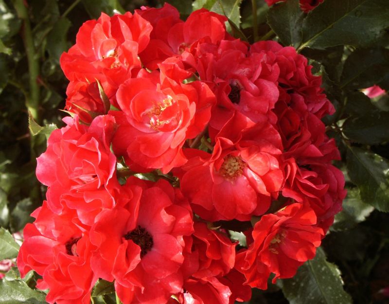 Rosa hybrid Vigorosa® Ruby™ ('KORvillade') PPAF 