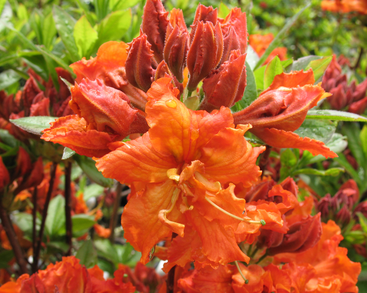 Azalea hybrid 'Gibraltar'