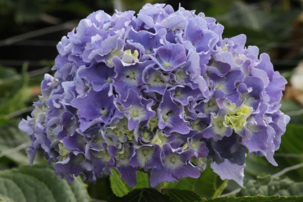 Hydrangea macrophylla Spike™ ('Kolk25')