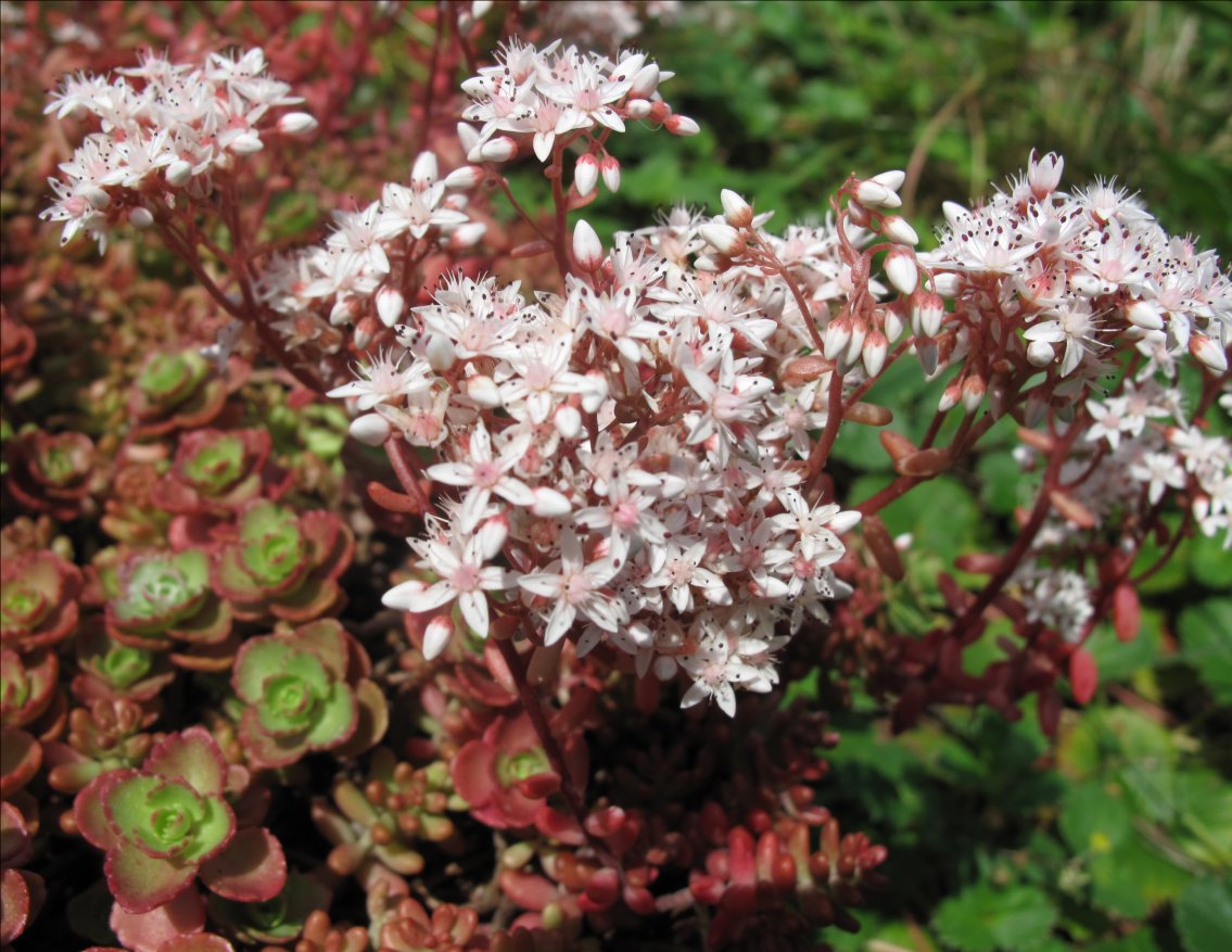 Sedum album 'Murale' 