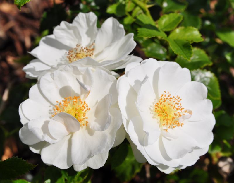 Rosa hybrid Vigorosa® Innocencia™ ('KORstarnow')