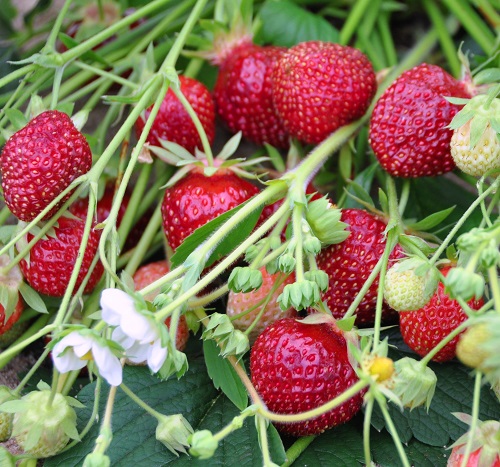 Strawberry - Fragaria hybrid 'Raspyberry'