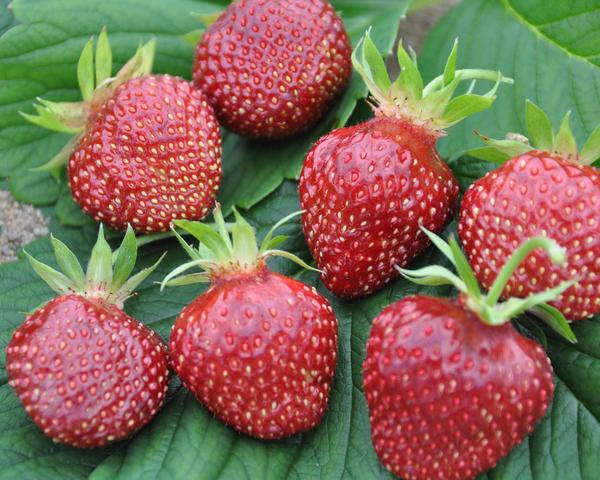 Strawberry - Fragaria hybrid 'Cherryberry' 