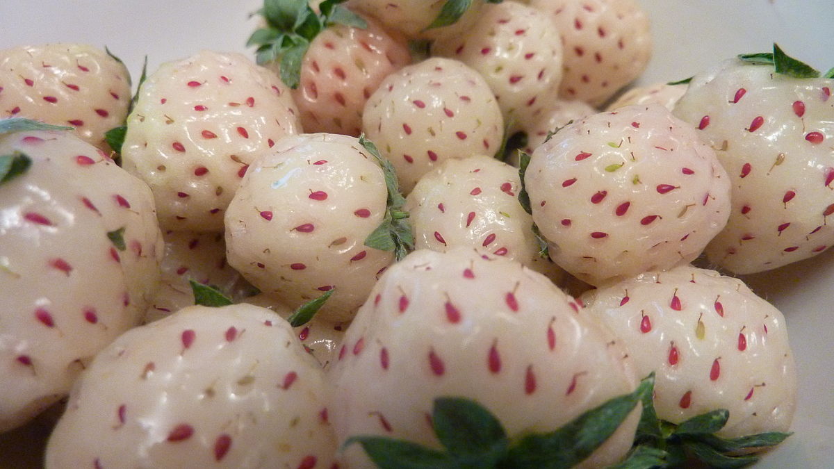 Strawberry - Fragaria hybrid 'Pineberry' 