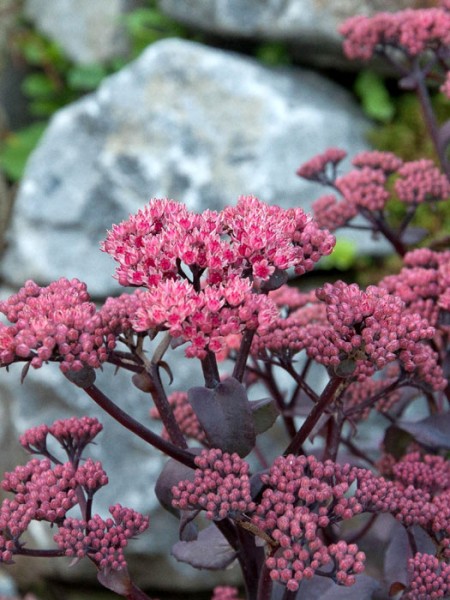 Sedum telephium 'Xenox' 