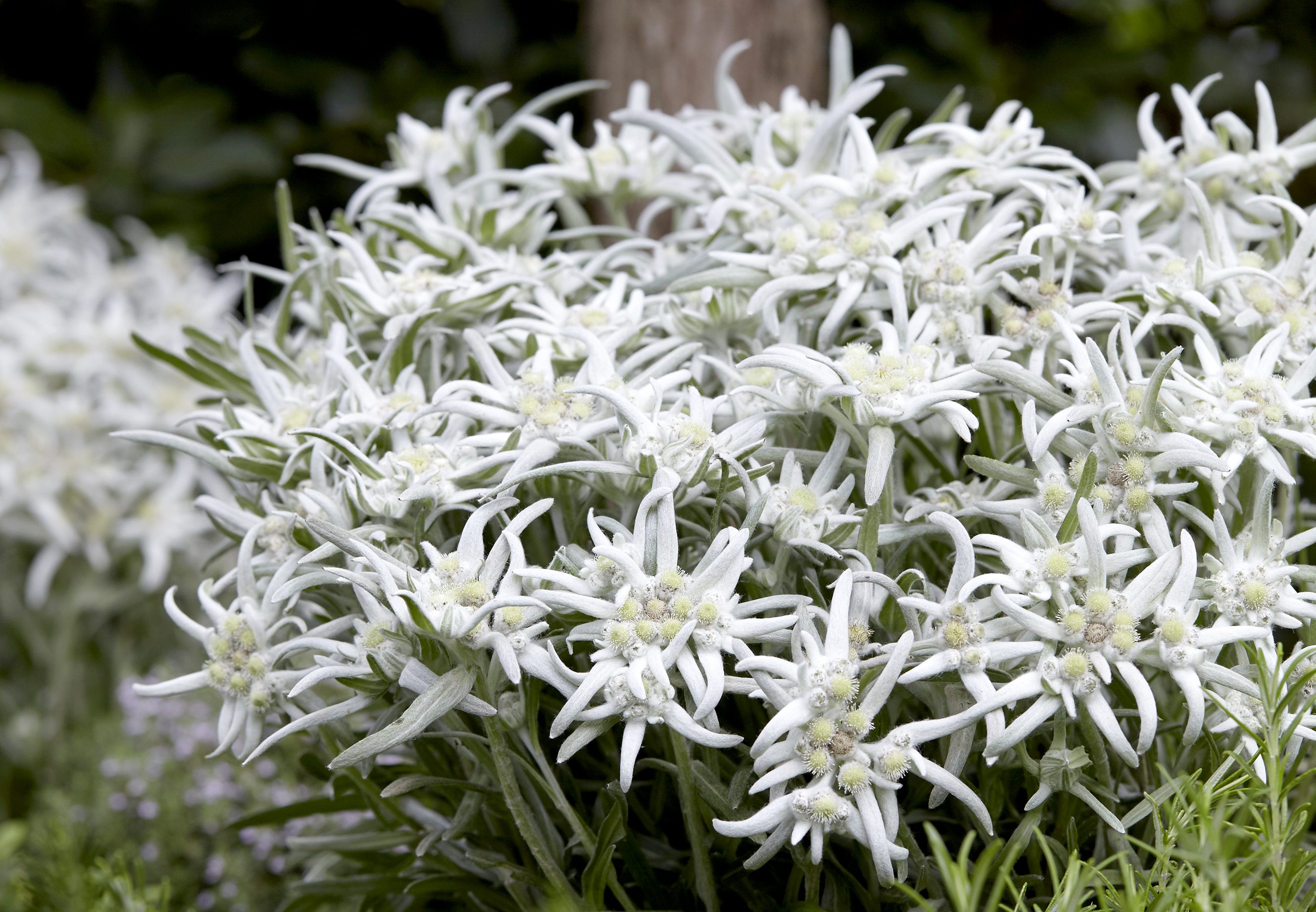 Leontopodium alpinum Blossom of Snow™ ('Berghman')