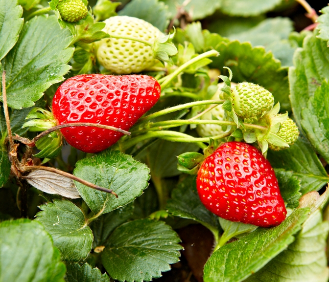 Strawberry - Fragaria ananassa 'Albion' 