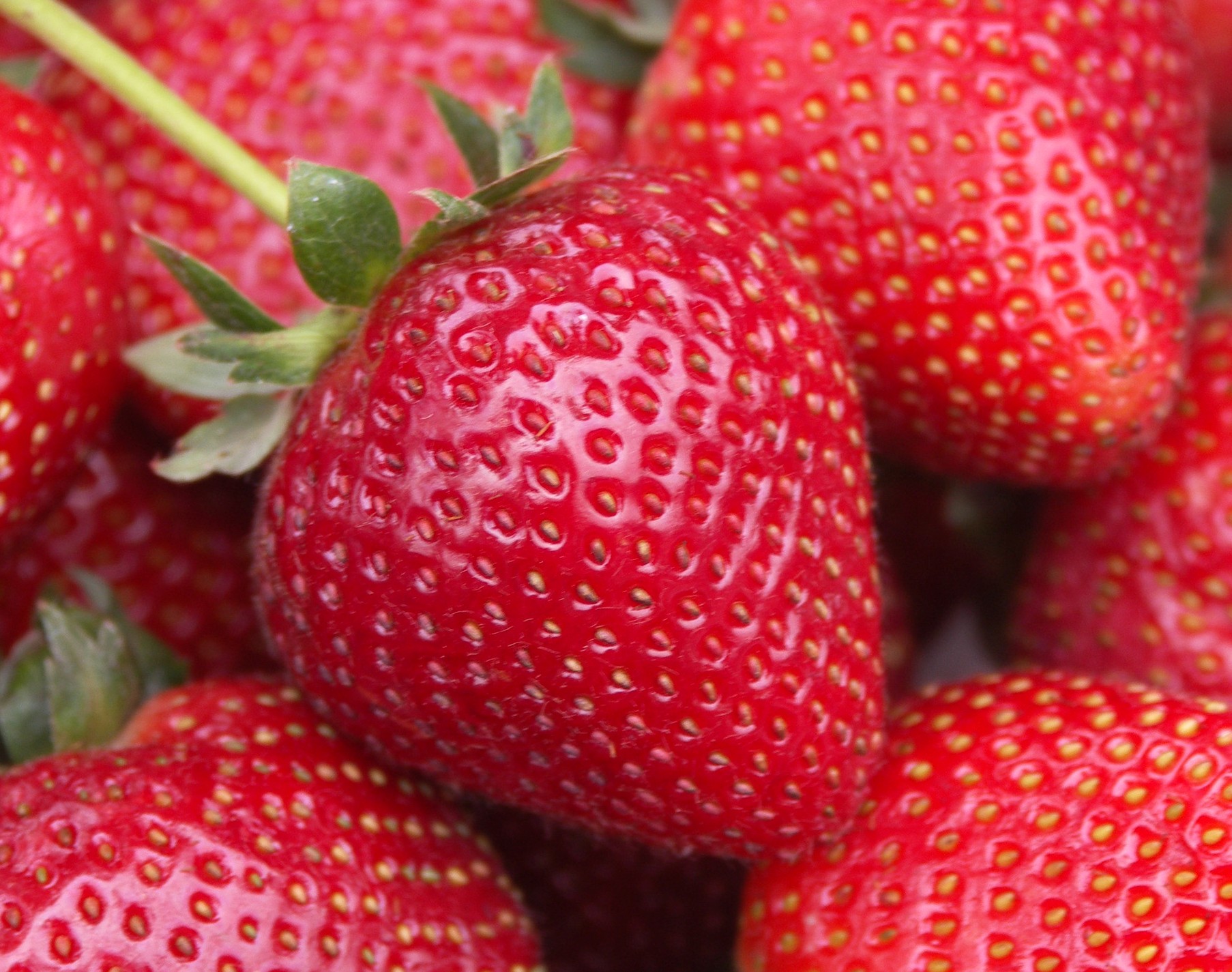 Strawberry - Fragaria ananassa 'Seascape'