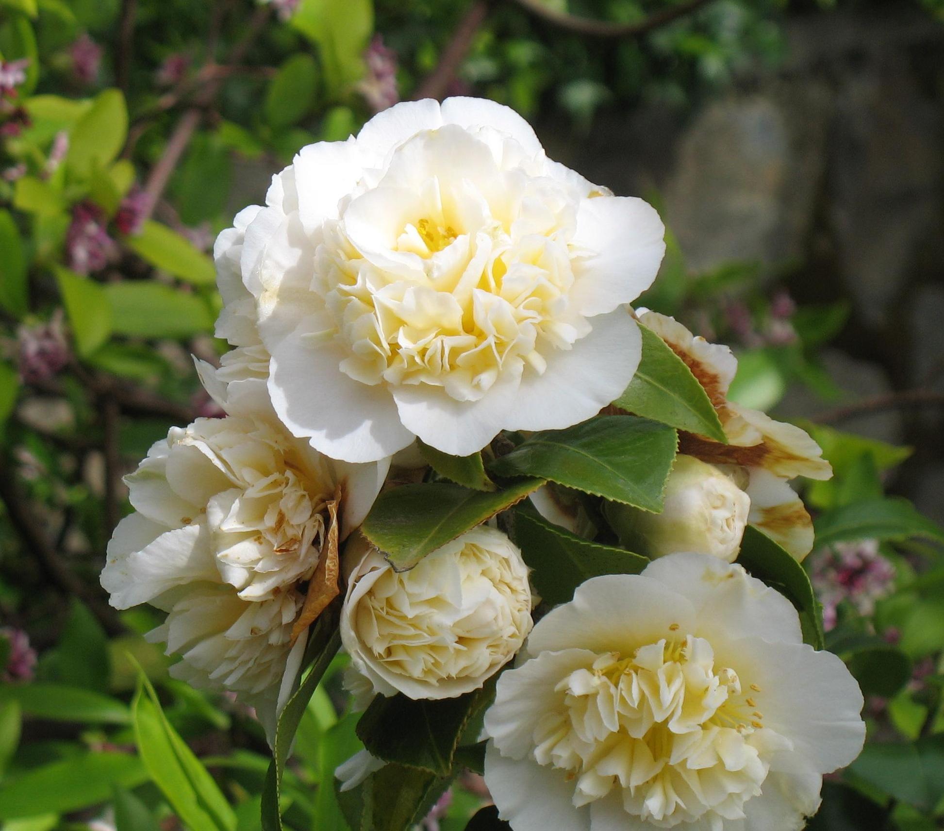 Camellia japonica 'Jury's Yellow'