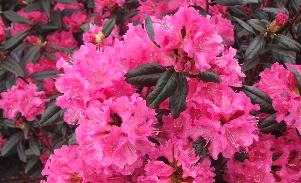 Rhododendron hybrid 'Landmark'