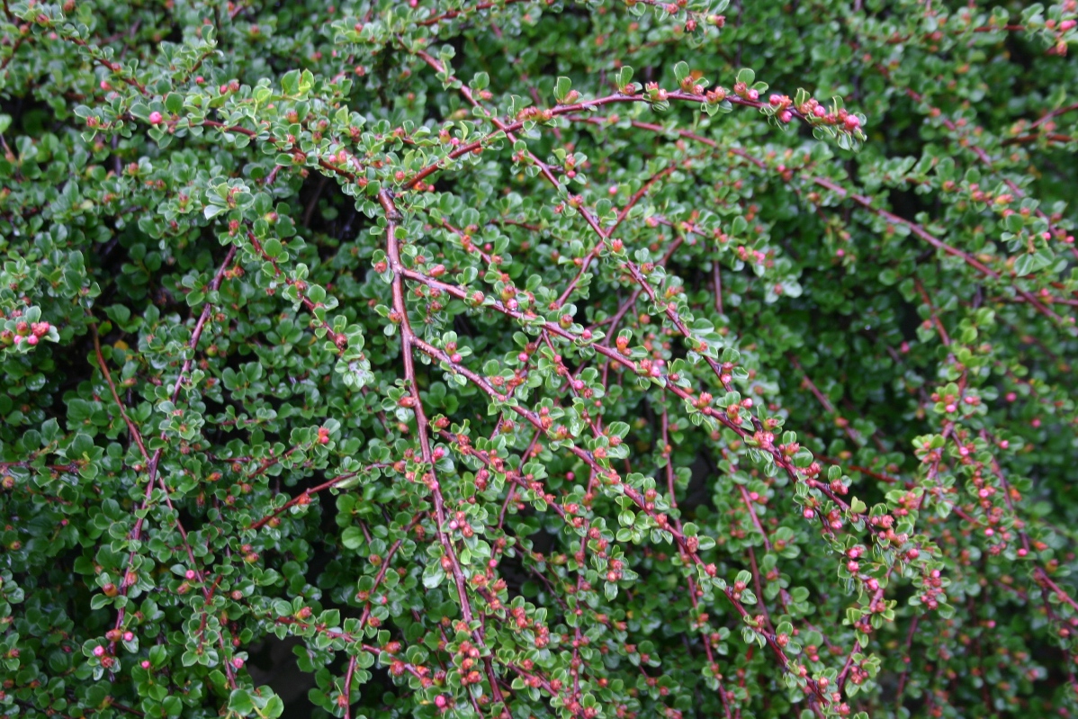 Cotoneaster apiculatus 'Tom Thumb'