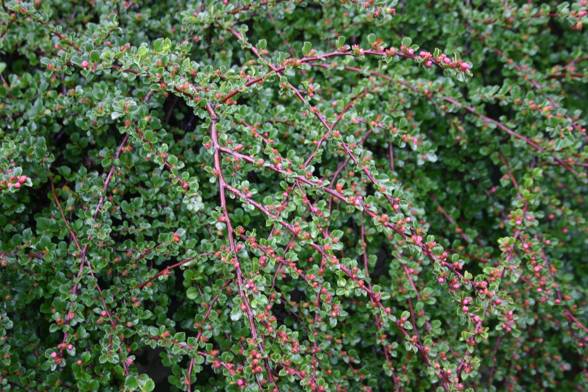 Cotoneaster apiculatus 'Tom Thumb'