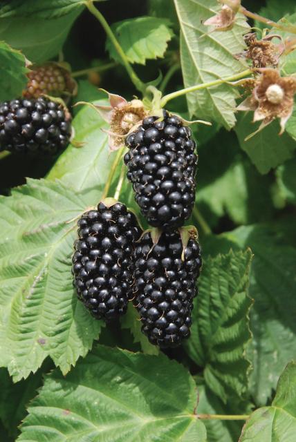 Blackberry - Rubus hybrid 'Columbia Star' (Thornless)