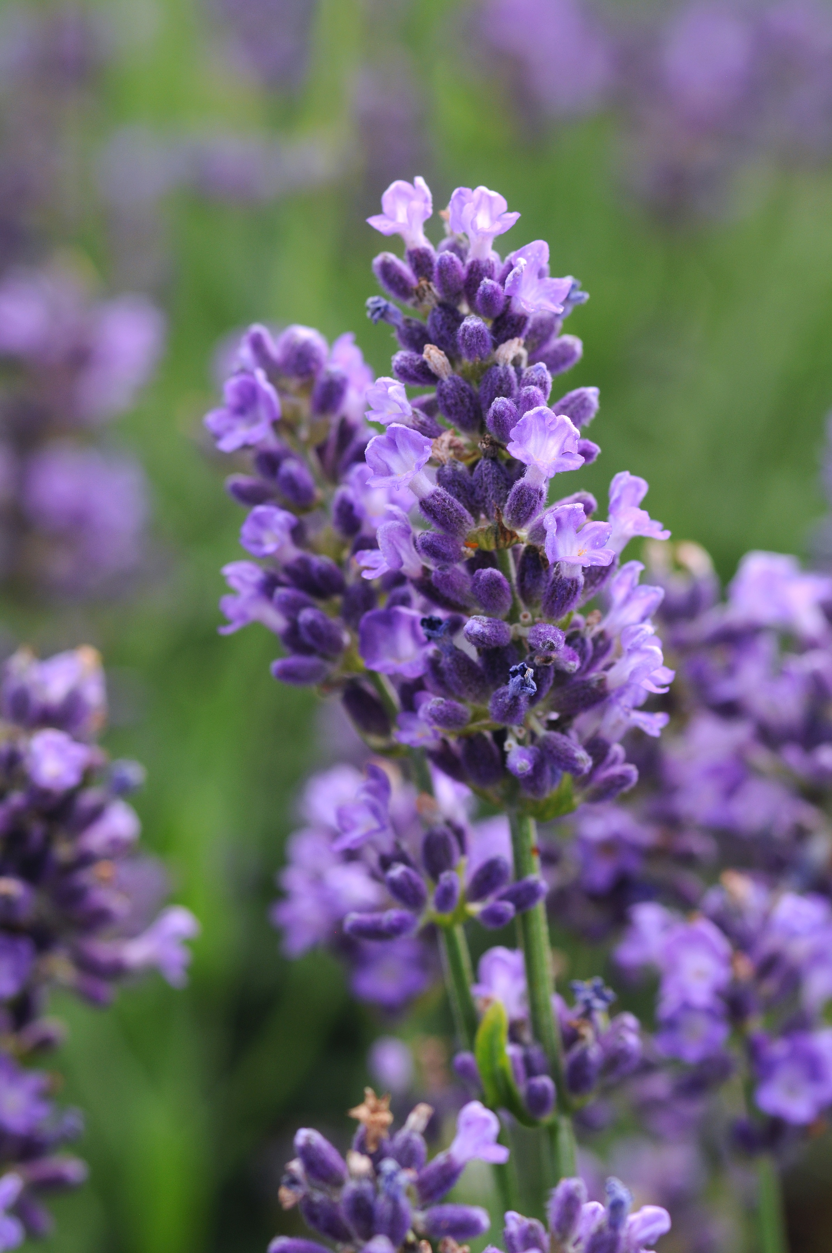 Lavandula angustifolia 'SuperBlue'