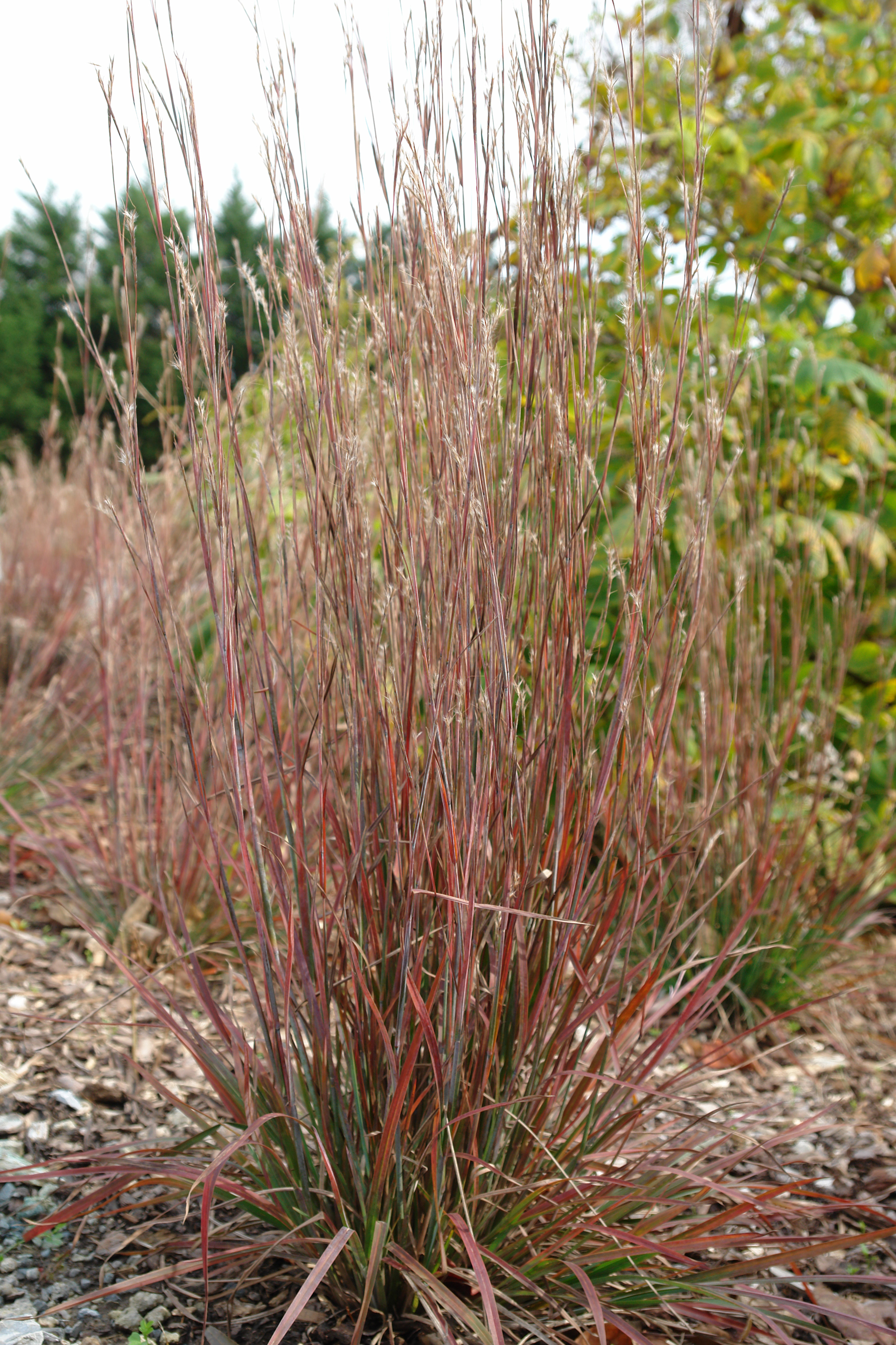 Grass - Schizachyrium scoparium 'Standing Ovation'