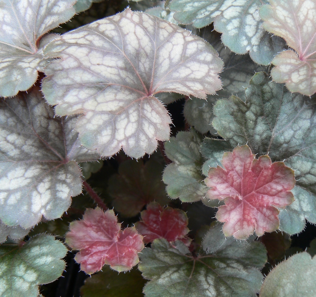 Heuchera hybrid 'Saturn'