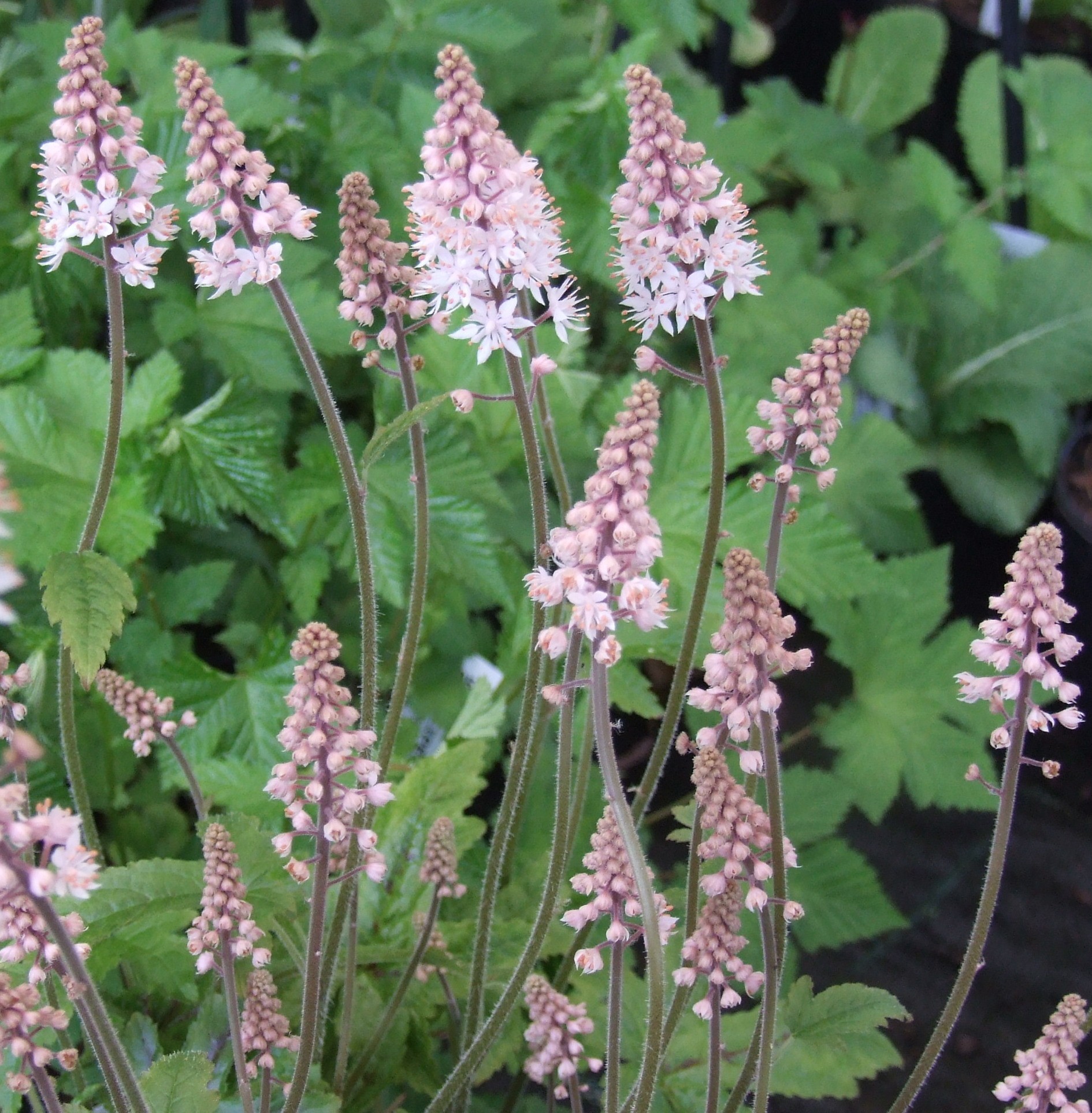 Tiarella 'Pink Bouquet'