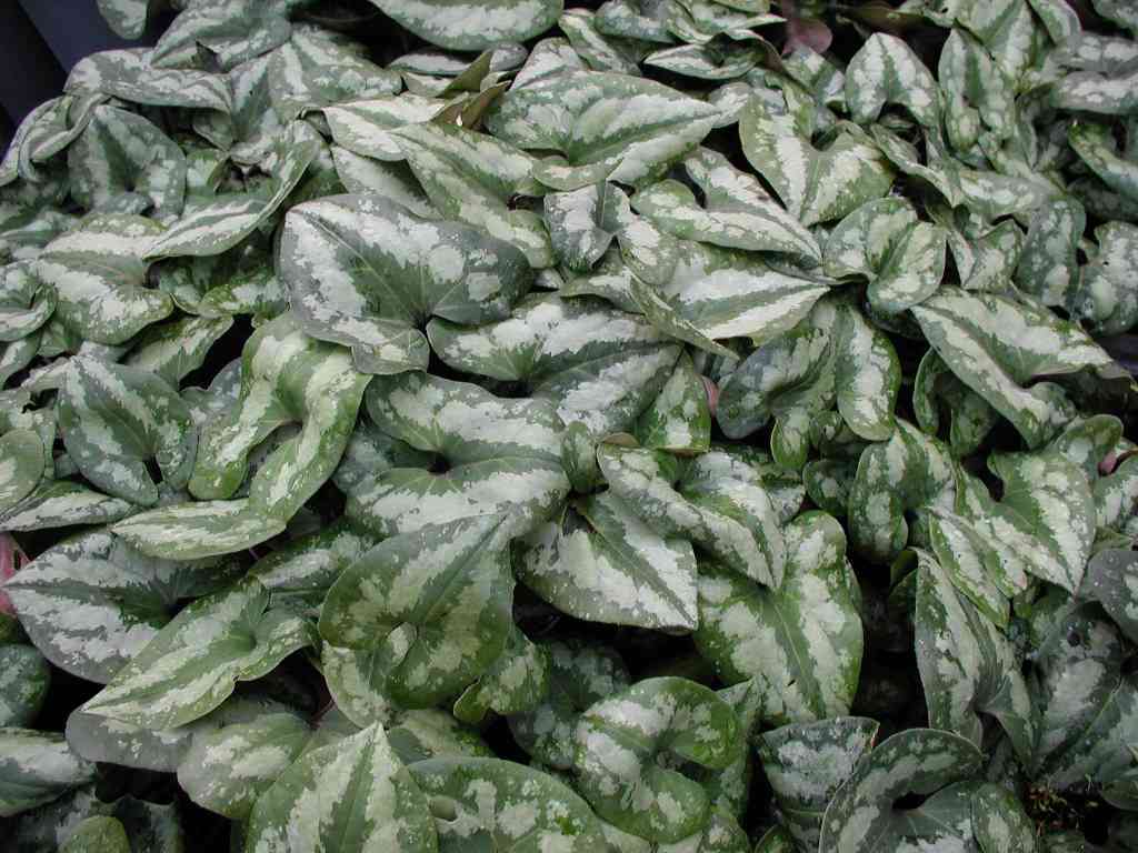 Asarum splendens