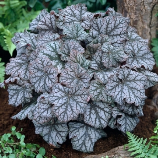 Heuchera hybrid 'Mars' 