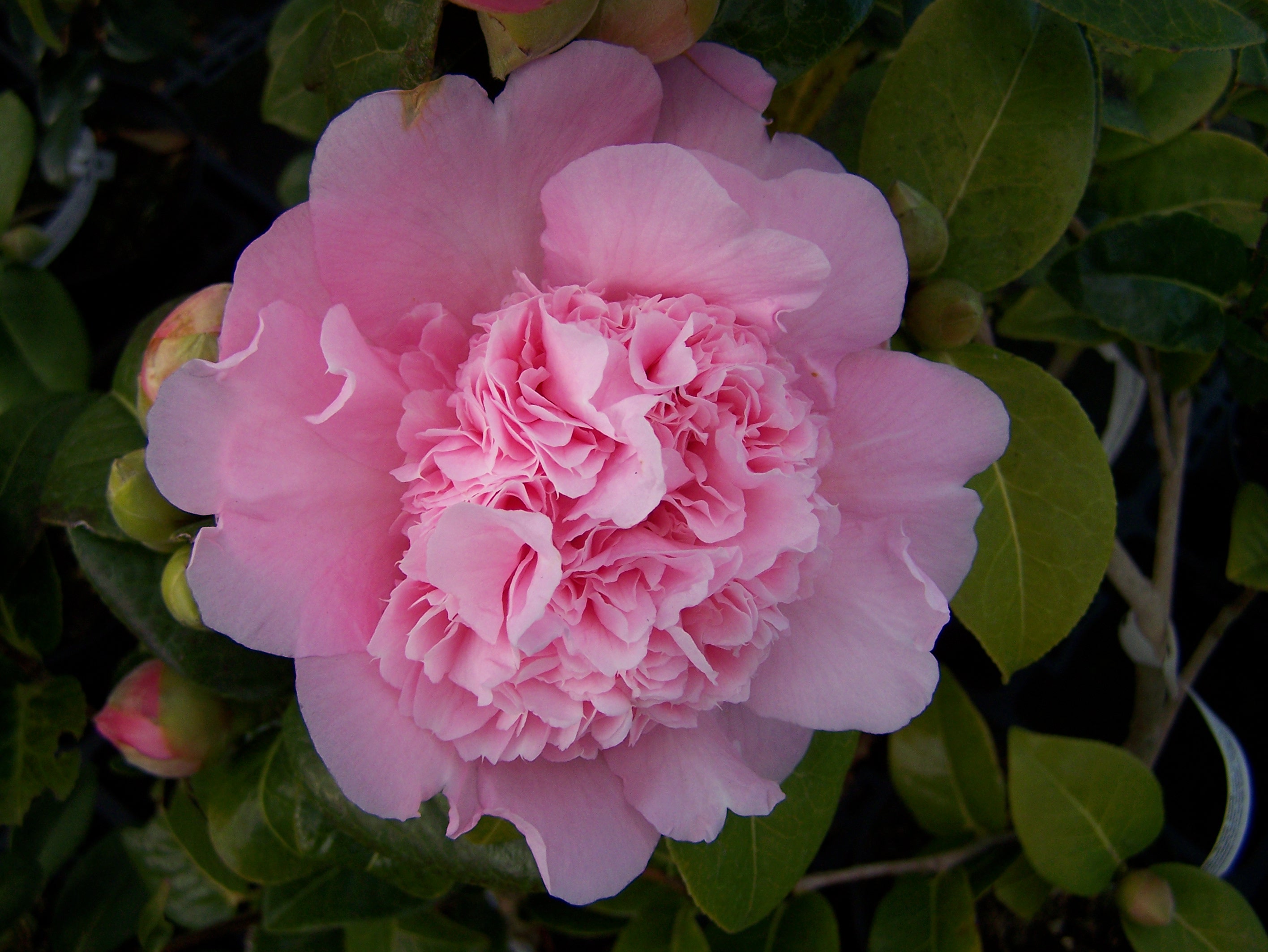 Camellia japonica 'Elsie Jury' 