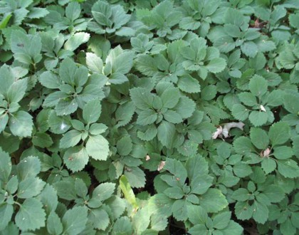 Pachysandra procumbens