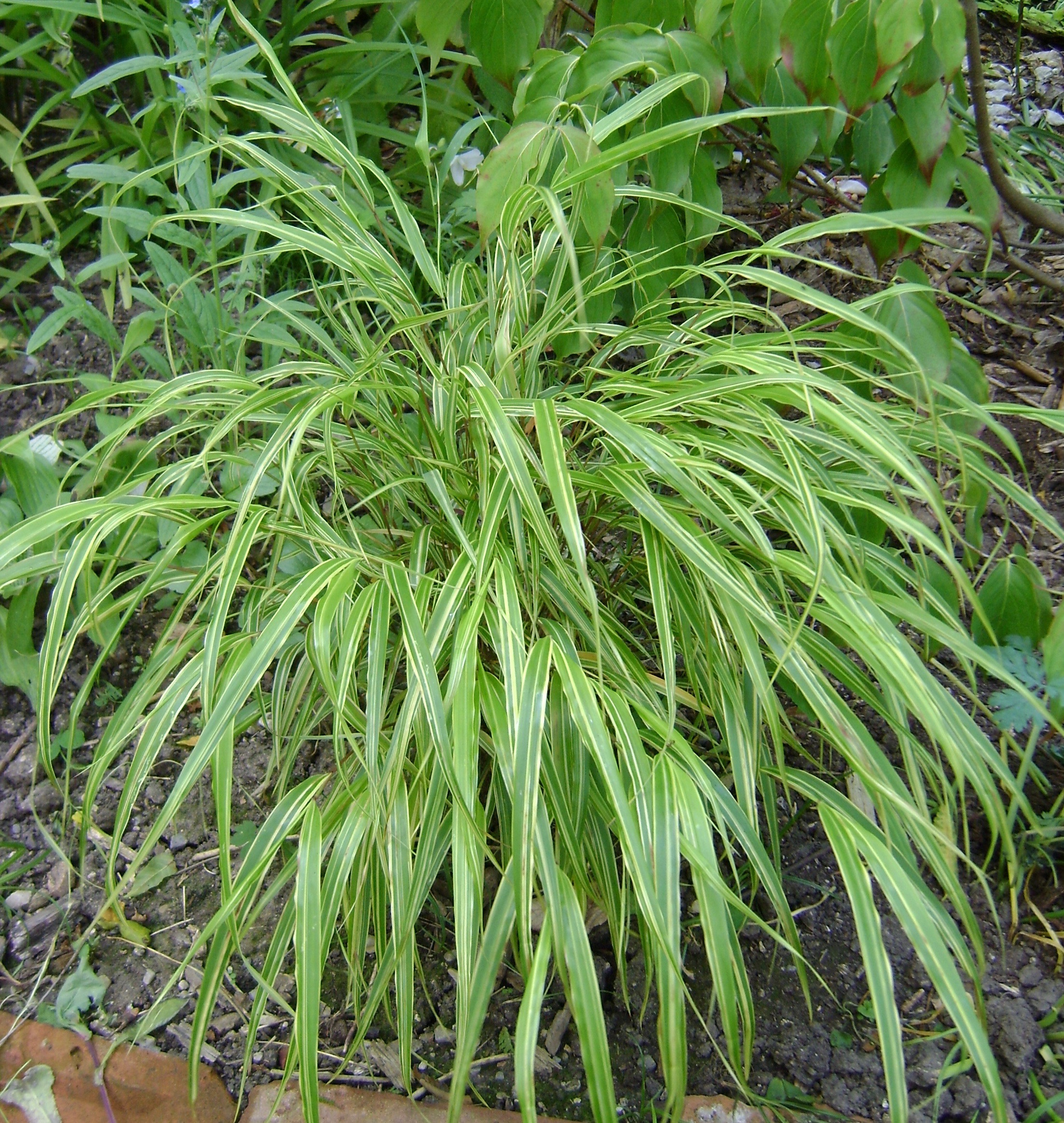 Grass - Hakonechloa macra 'Albostriata'
