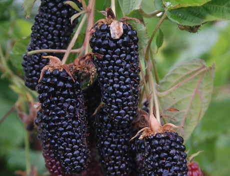 Blackberry - Rubus hybrid 'Columbia Giant'