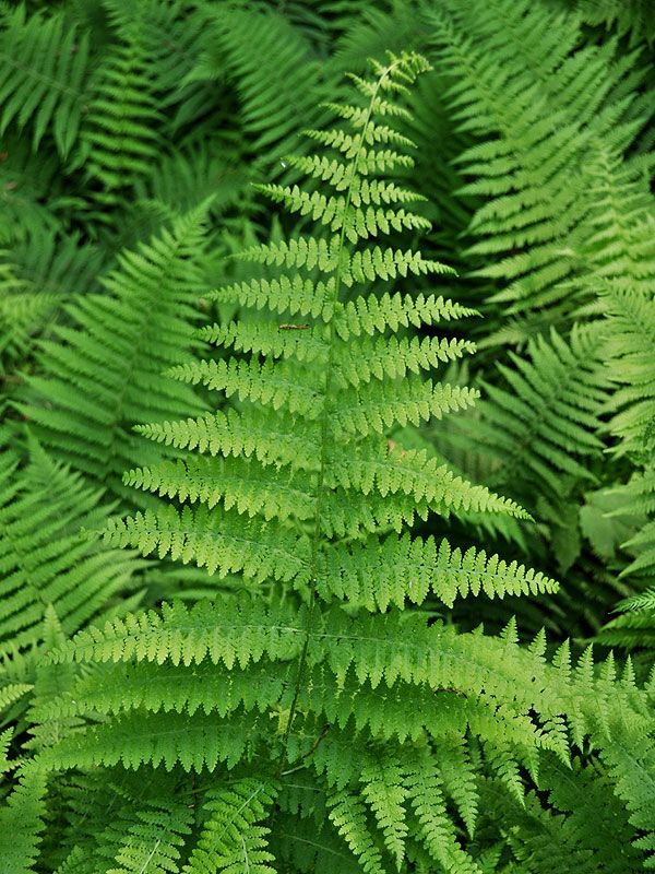 Fern - Dennstaedtia punctilobula