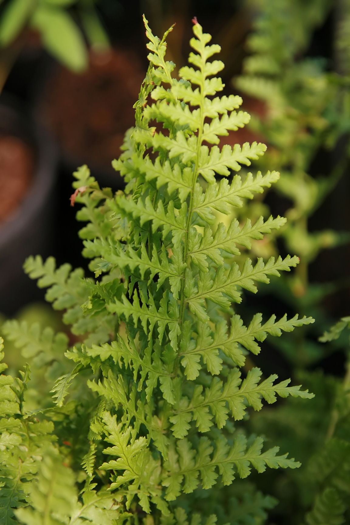 Fern - Dryopteris filix-mas 'Barnesii'