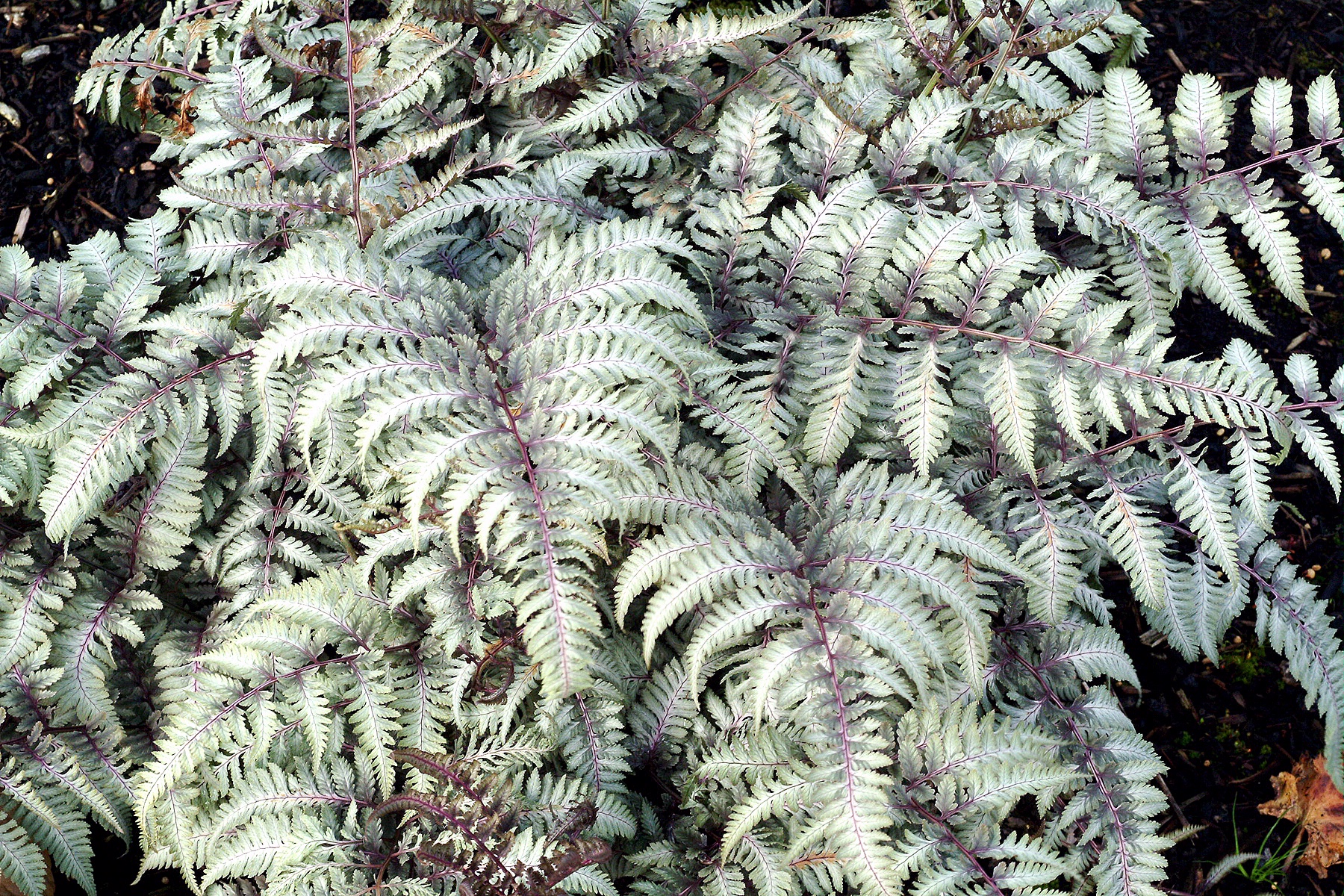 Fern - Athyrium niponicum 'Silver Falls'