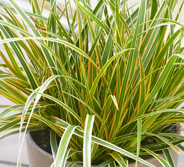 Grass - Carex morrowii Evercolor® 'Everglow'