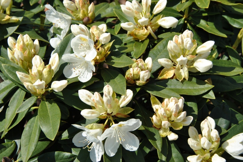 Rhododendron hybrid 'Chionoides' 