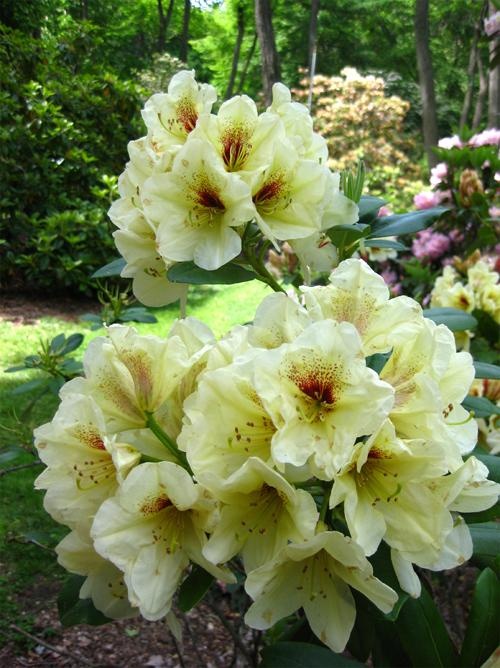 Rhododendron hybrid 'Holden's Solar Flair'