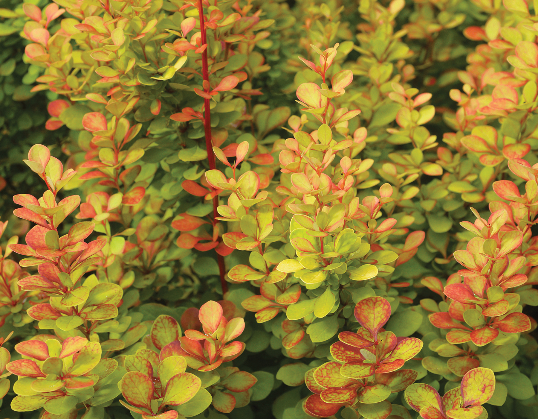 Berberis thunbergii ‘Orange Torch’