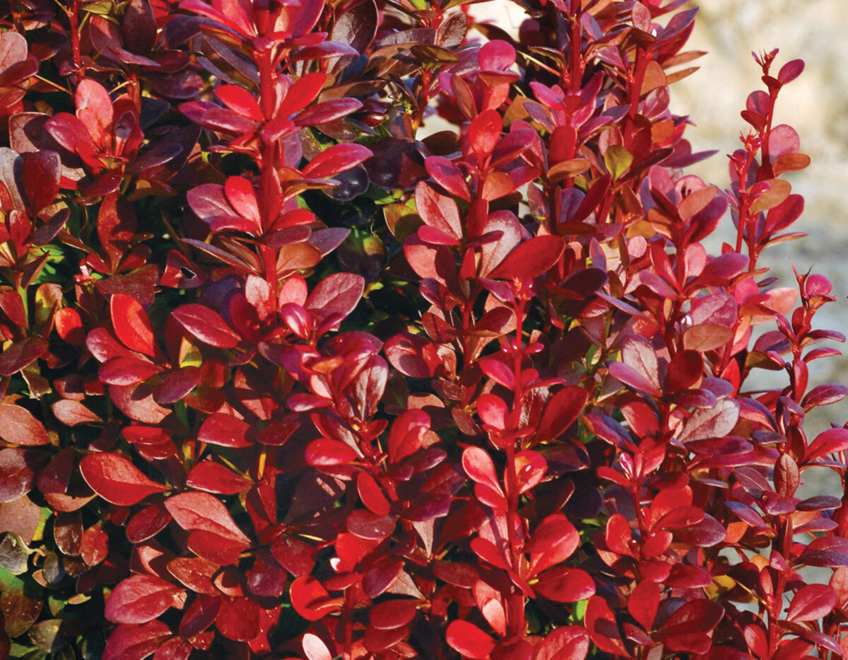 Berberis thunbergii 'Red Torch' PP22220