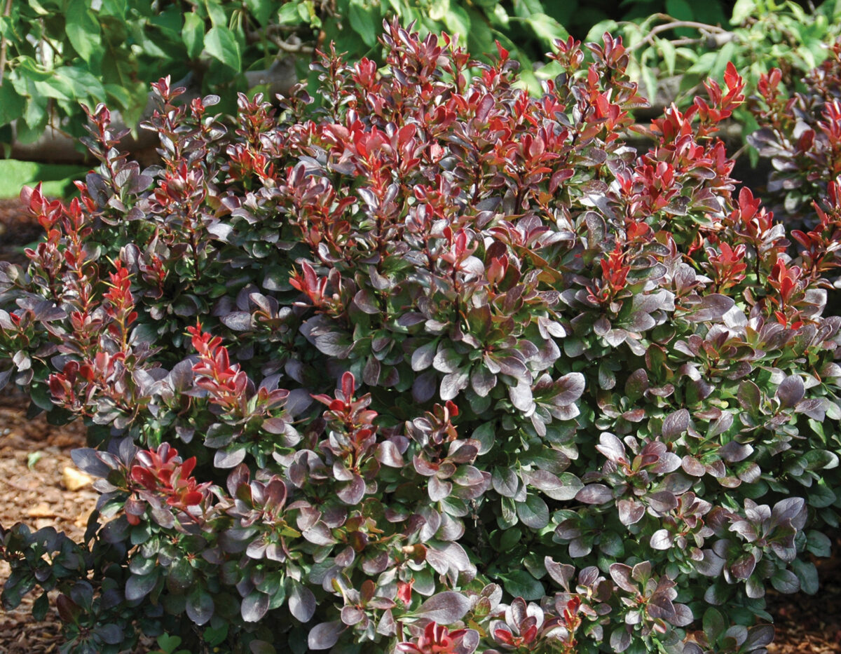 Berberis thunbergii Midnight Ruby ('Midruzam') PP25609 