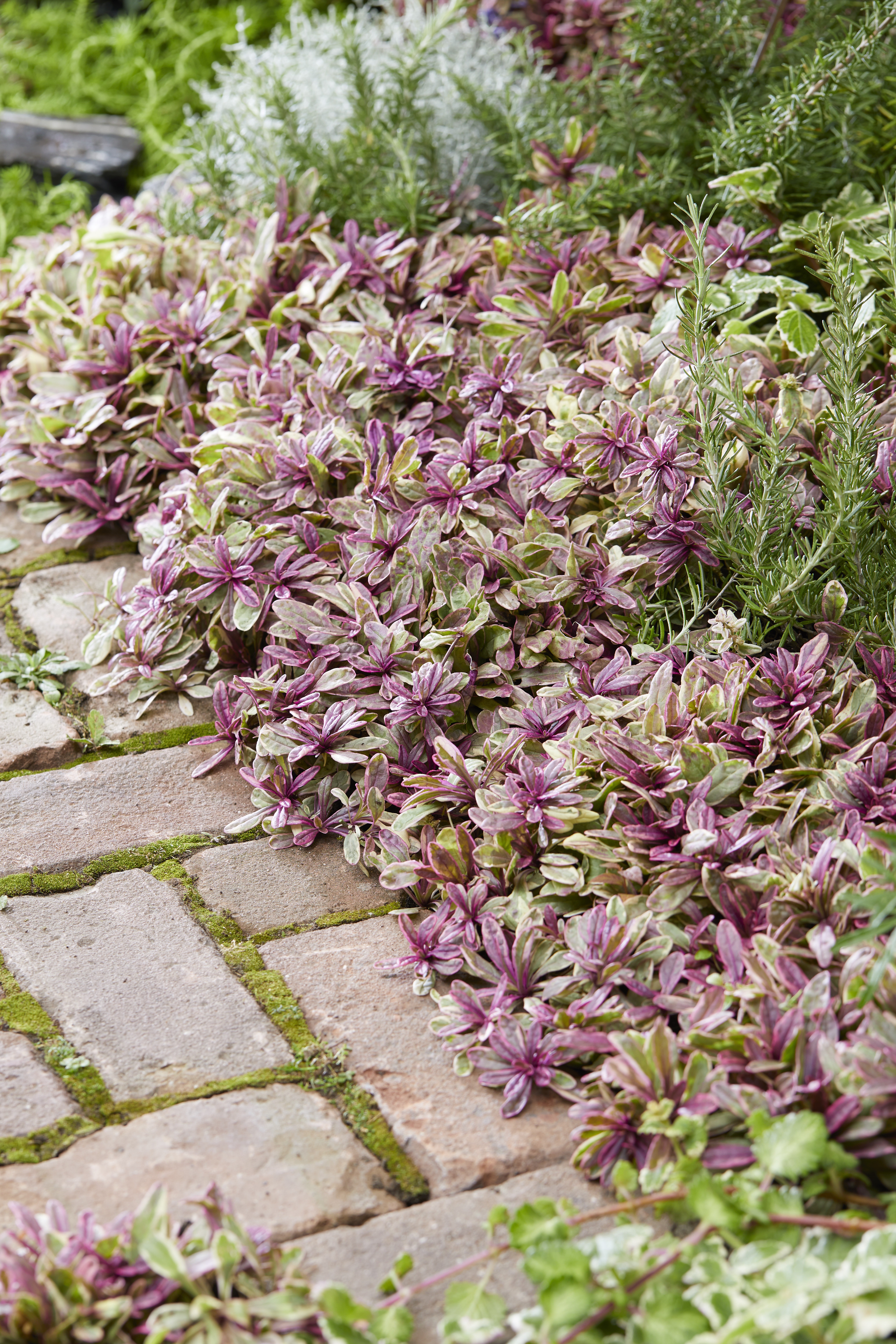 Ajuga tenorii Princess Nadia ('Piotrek01')