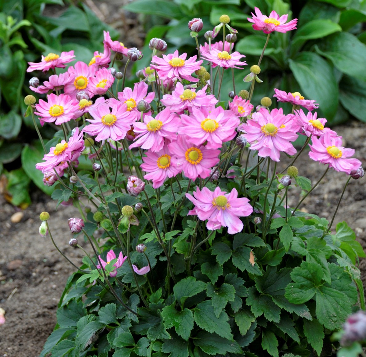 Anemone hybrid 'Curtain Call Pink' PP30739